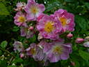 Aquarelle Lavanda rose photo