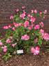 Pax Apollo rose photo