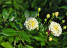 Lemon Rambler rose photo