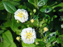 Lemon Rambler rose photo