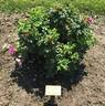 Moje Hammarberg rose photo