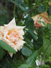 Paul Lédé rose photo