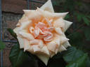Paul Lédé rose photo