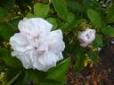Marie de St. Jean rose photo