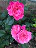 Colchester Beauty rose photo