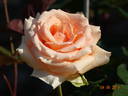 Versilia® rose photo