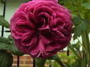 Madame Létuvé de Colnet rose photo
