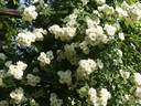Gruss an Zabern rose photo