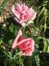 Stile '800® rose photo