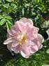 Mon Amie Claire rose photo