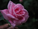 Kralj Alexander I rose photo