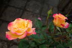 Bees Knees ™ rose photo