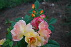 The Magician rose photo