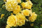 Gold Bunny, Cl. rose photo