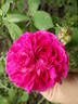 Duc de Guiche rose photo