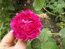 Duc de Guiche rose photo