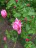 Vesennjaja Zarja rose photo