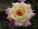 Pink Frost rose photo