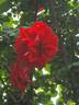 Maidy ® rose photo