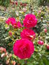 High Society ™ rose photo