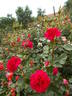 High Society ™ rose photo