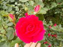 High Society ™ rose photo