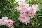 Eilike rose photo