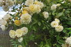 La Feuillerie rose photo