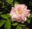 Alfred de Dalmas rose photo