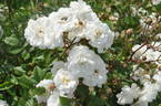 Schneewittchen rose photo
