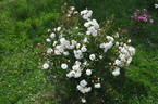 Schneewittchen rose photo