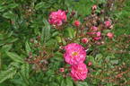 Happy rose photo