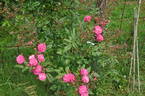 Happy rose photo