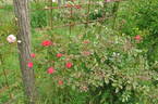 Just rose photo