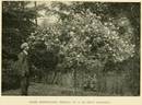 Innocente Pirola rose photo