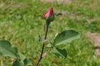 Barbara Hauenstein rose photo