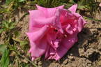 Barbara Hauenstein rose photo