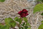 Velours noir rose photo