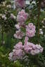 Parfum d'Evita ® rose photo