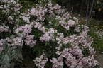 Parfum d'Evita ® rose photo