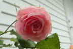Carol rose photo