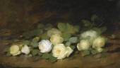 Innocente Pirola rose photo