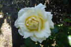La Perla rose photo