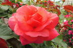 Rainy Day ® rose photo