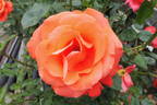 Alexander ® rose photo
