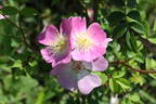 Pink Roamer rose photo