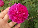 Daphné rose photo