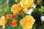 Téquila ® rose photo