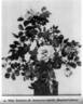 Madame Zöetmans rose photo