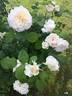 Swan ® rose photo